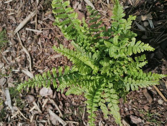 Dryopteris affinis Cristata the king